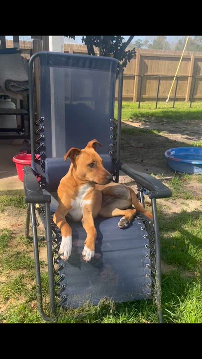 Enlarge Turkey, a Adoptable mixed breed in Brewton, AL video 6/6