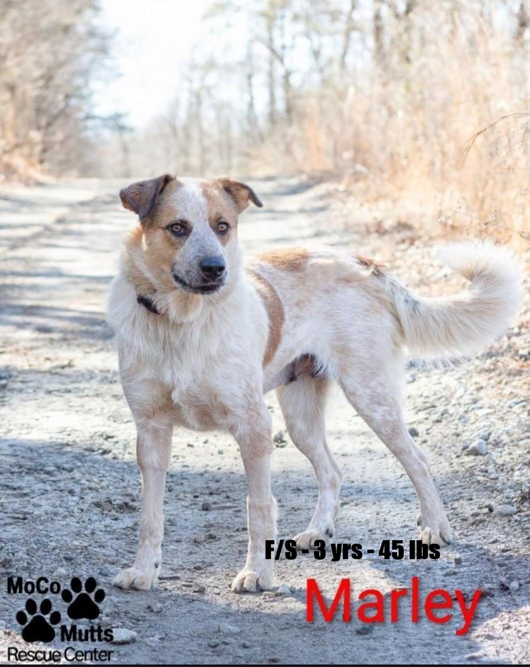 Marley - arriving 2/21/26 around 10 am, ADOPTABLE, Adult Female Mixed Breed.