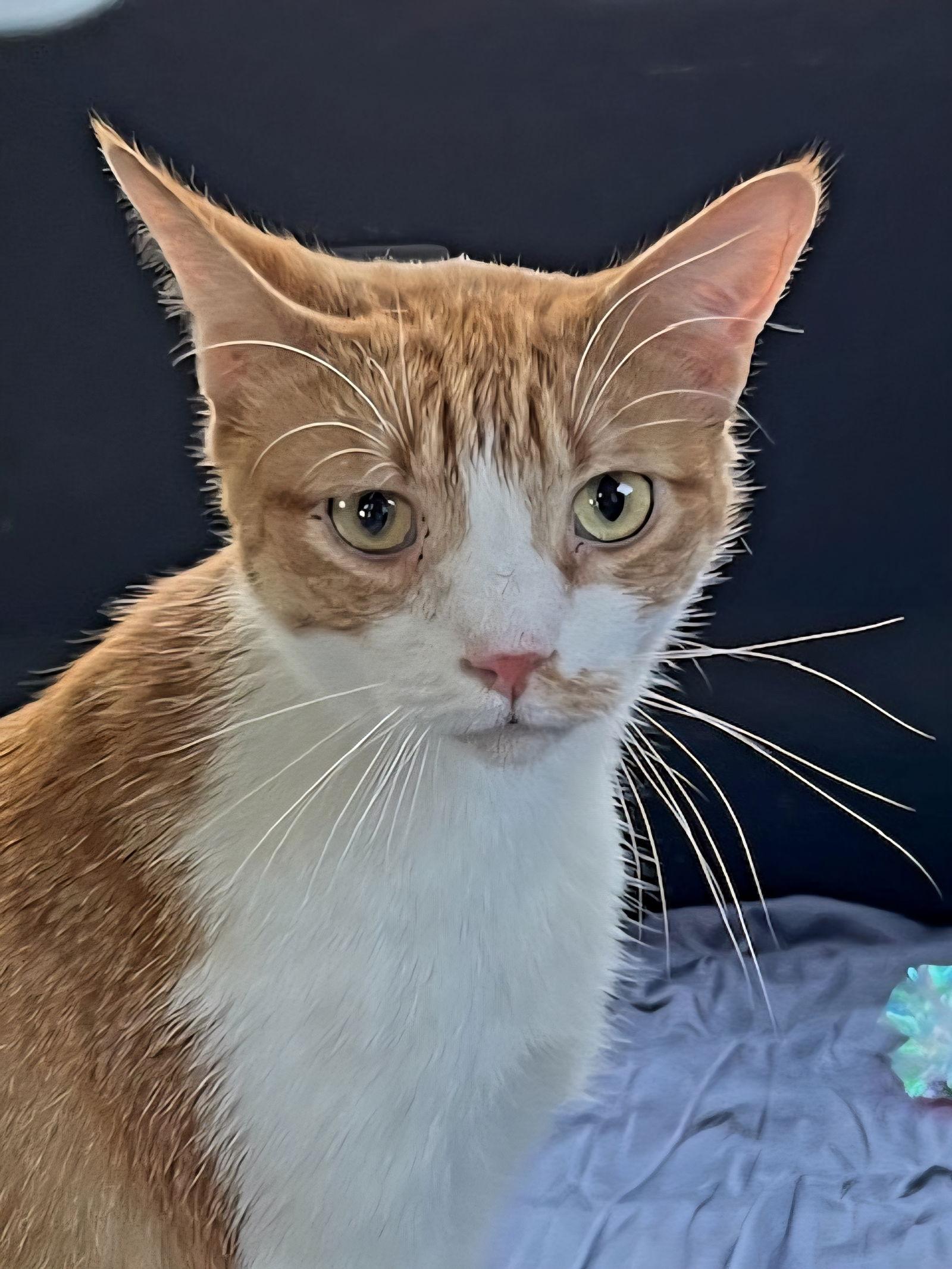 KITTEN CHEWY, a Adoptable Tabby in Franklin, TN image 1/3
