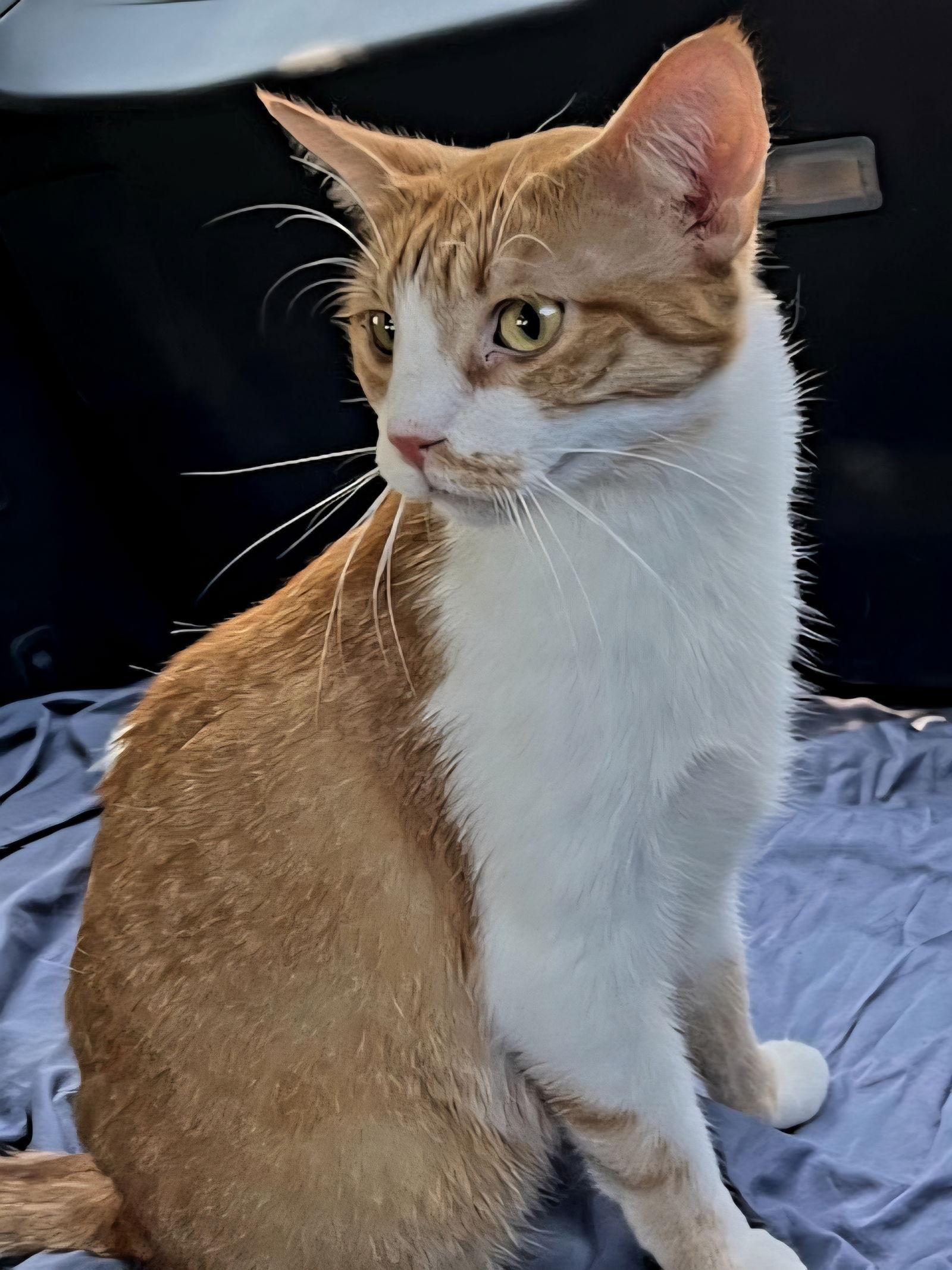 KITTEN CHEWY, a Adoptable Tabby in Franklin, TN image 2/3