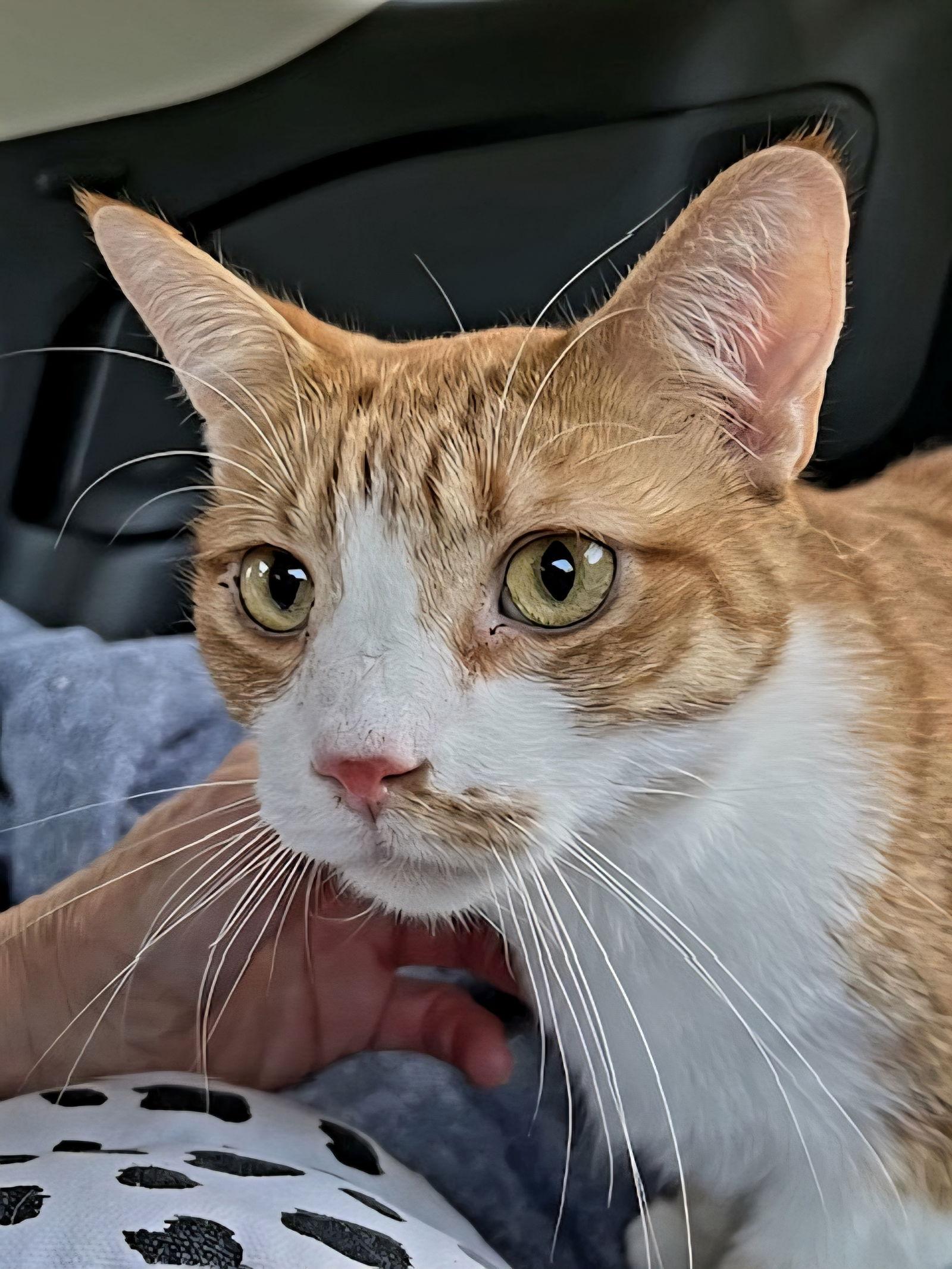 KITTEN CHEWY, a Adoptable Tabby in Franklin, TN image 3/3