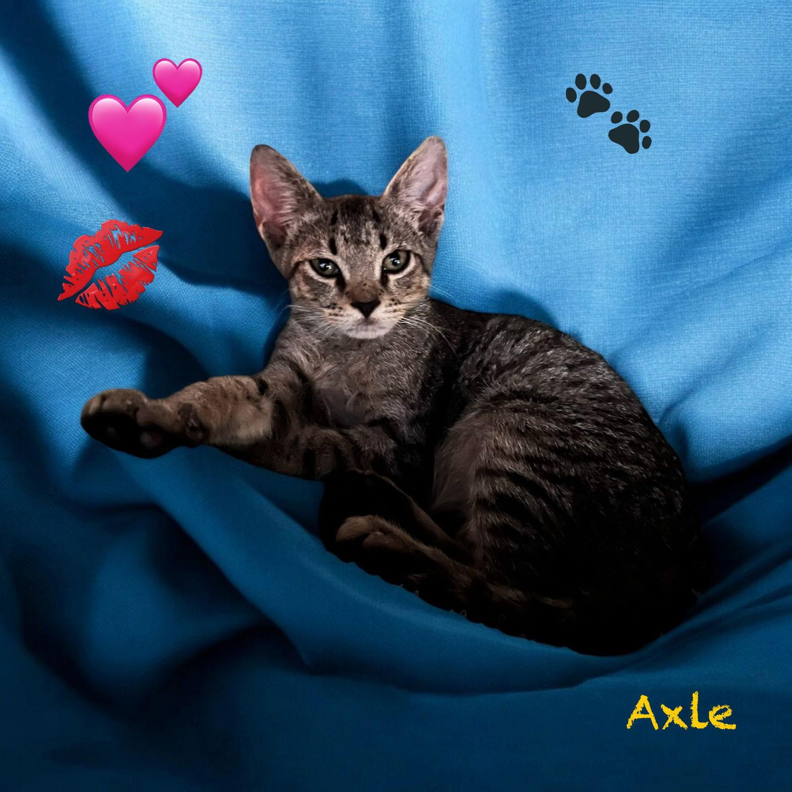 Axle, Adopted, Kitten Male Tabby & Domestic Short Hair.