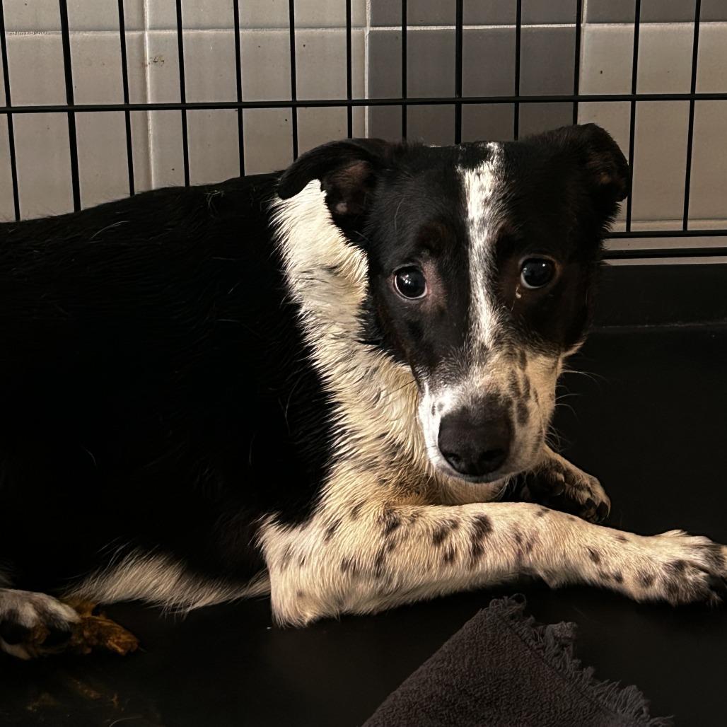 Enlarge Maze, a Adoptable Terrier in Chico, CA image 1/6