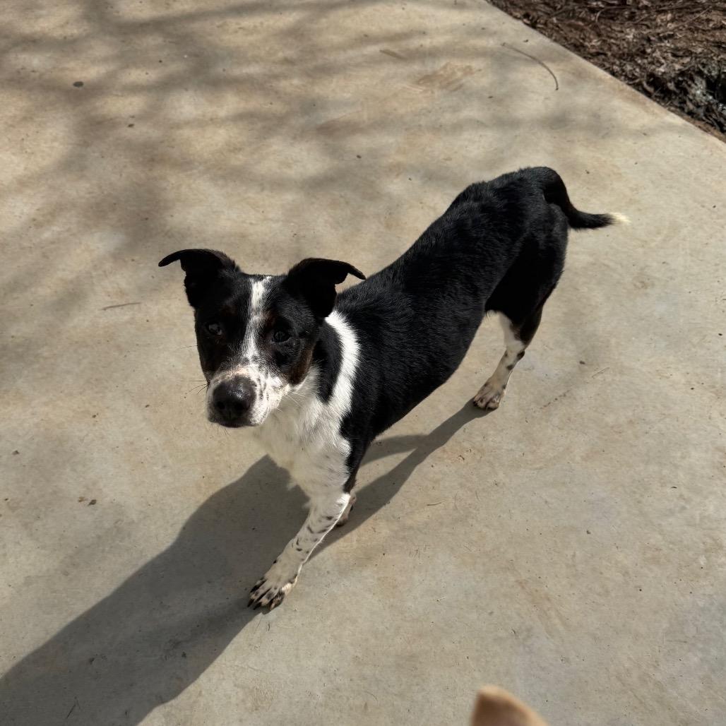 Enlarge Maze, a Adoptable Terrier in Chico, CA image 2/6