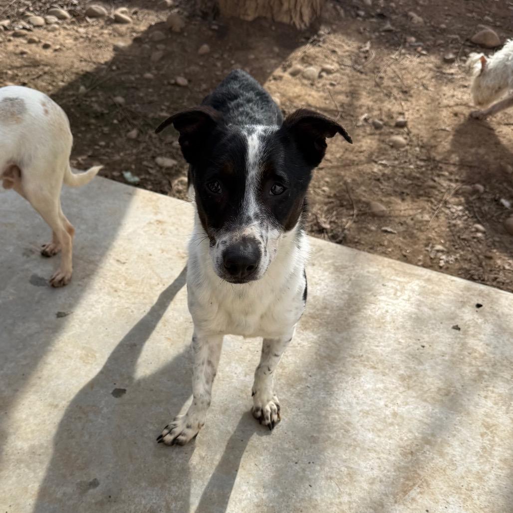 Enlarge Maze, a Adoptable Terrier in Chico, CA image 3/6