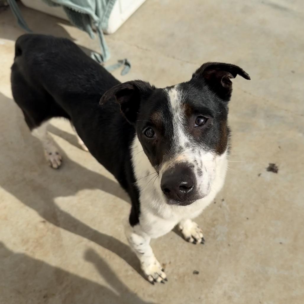 Enlarge Maze, a Adoptable Terrier in Chico, CA image 4/6