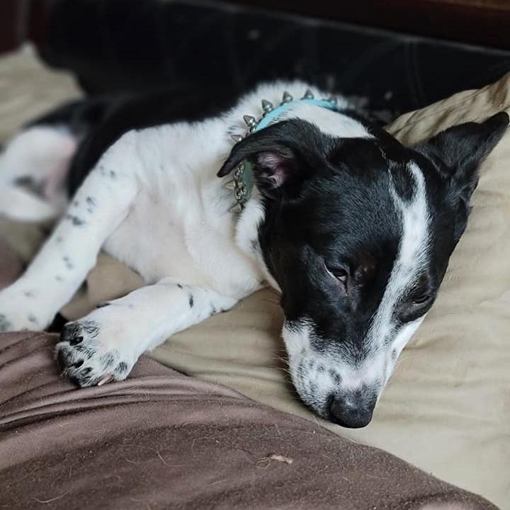 Enlarge Maze, a Adoptable Terrier in Chico, CA image 5/6