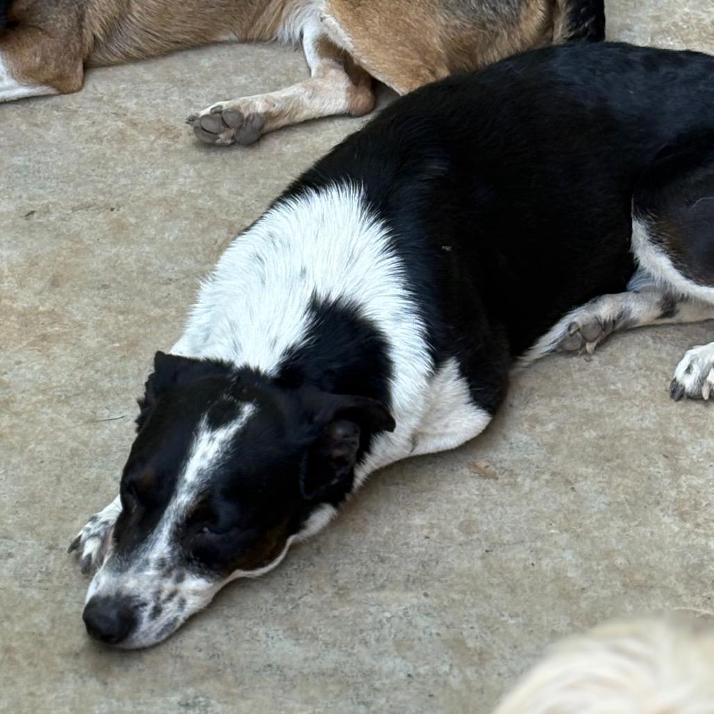 Enlarge Maze, a Adoptable Terrier in Chico, CA image 6/6