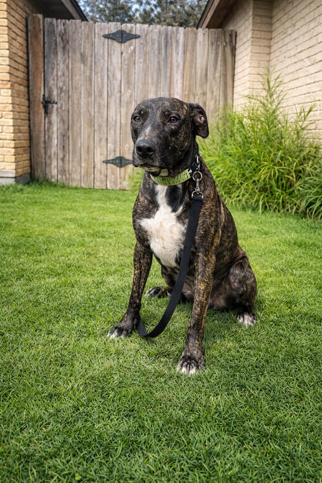Enlarge Rodger, an adopted mixed breed in Boise, ID image 2/5