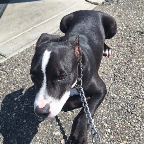 Etta, Adoptable, Puppy Female Terrier.