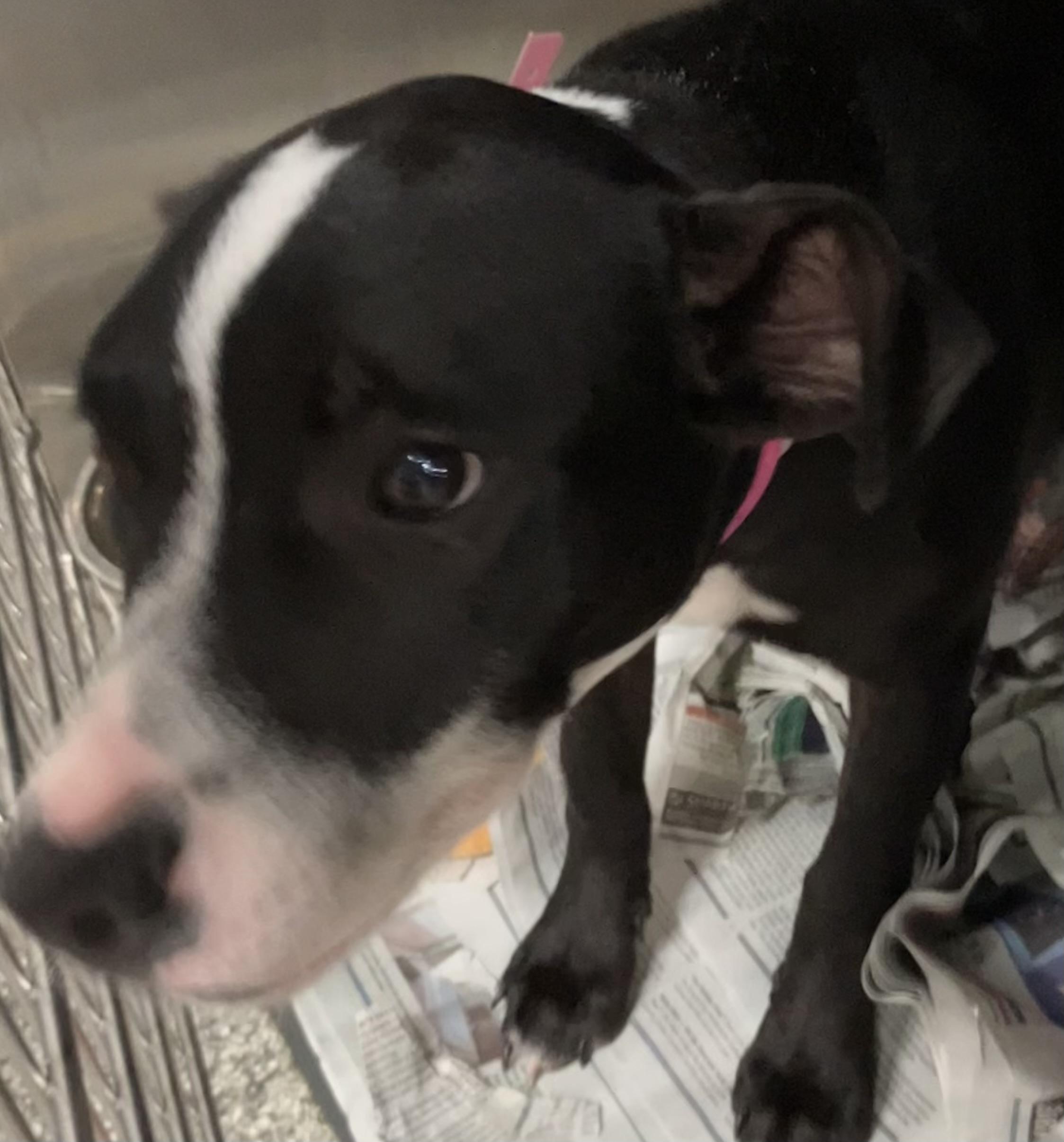 Enlarge Etta, a Adoptable mixed breed in Parma, OH image 2/2