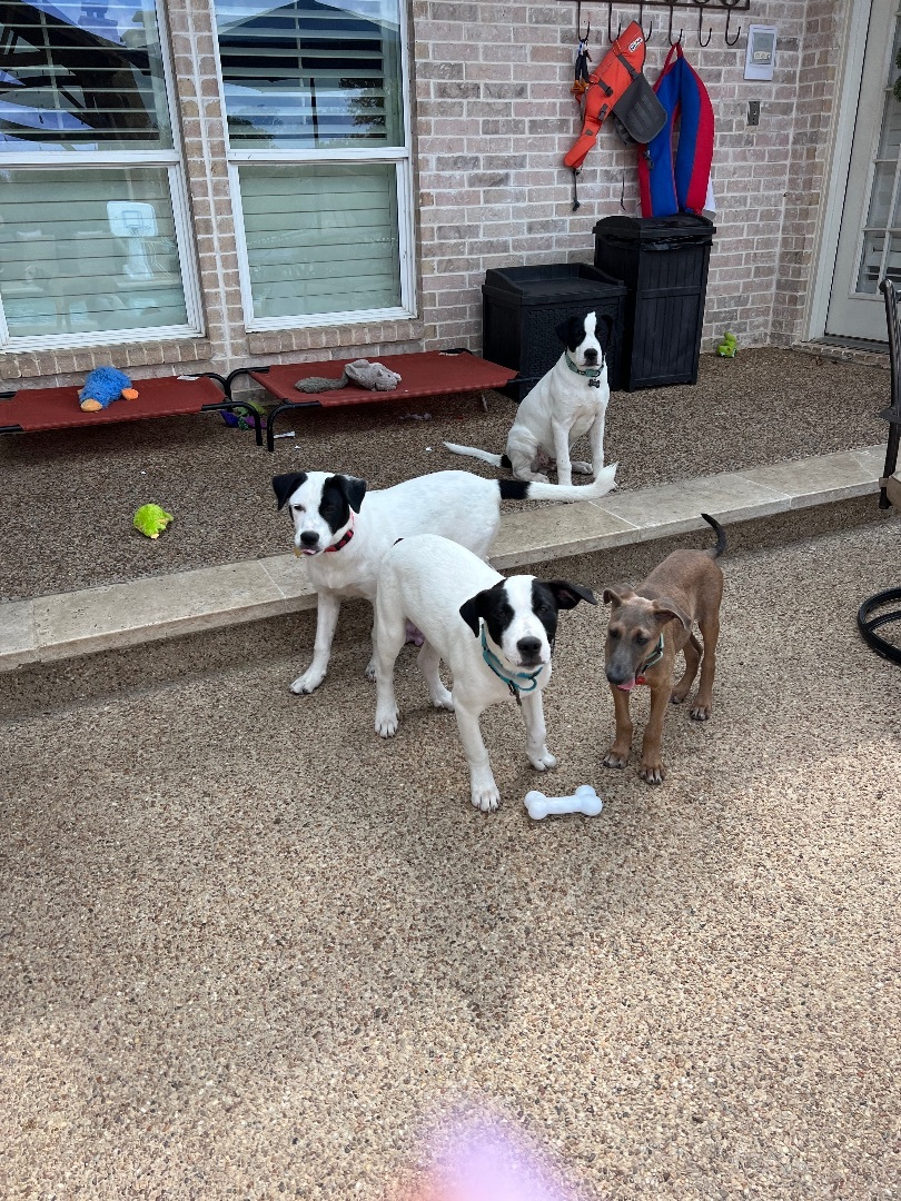 Hershey , Adoptable, Young Male Anatolian Shepherd.
