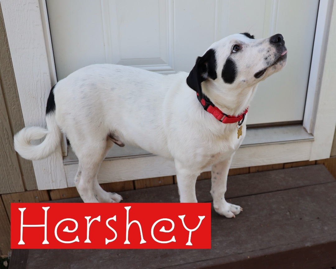 Hershey , a Adoptable mixed breed in Paradise, TX image 2/6