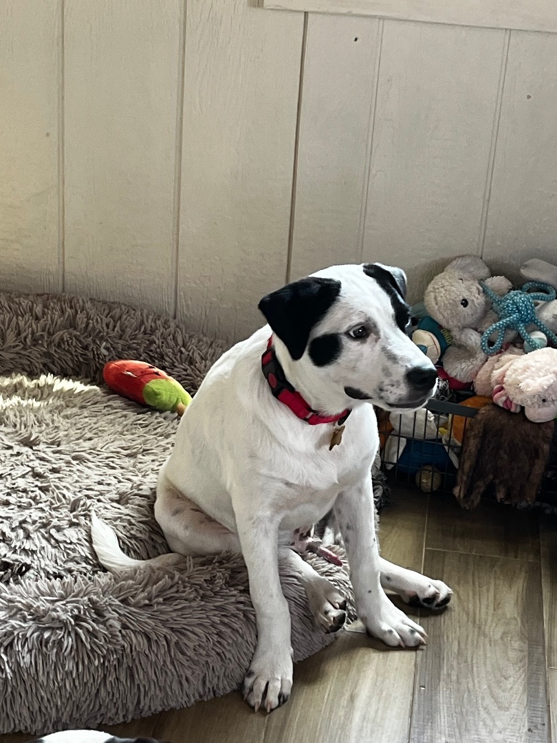 Hershey , a Adoptable mixed breed in Paradise, TX image 3/6