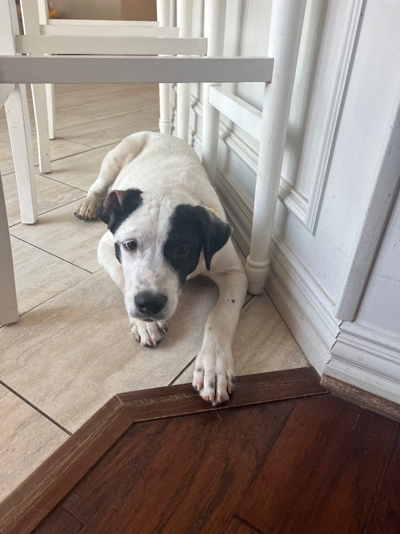 Hershey , a Adoptable mixed breed in Paradise, TX image 6/6