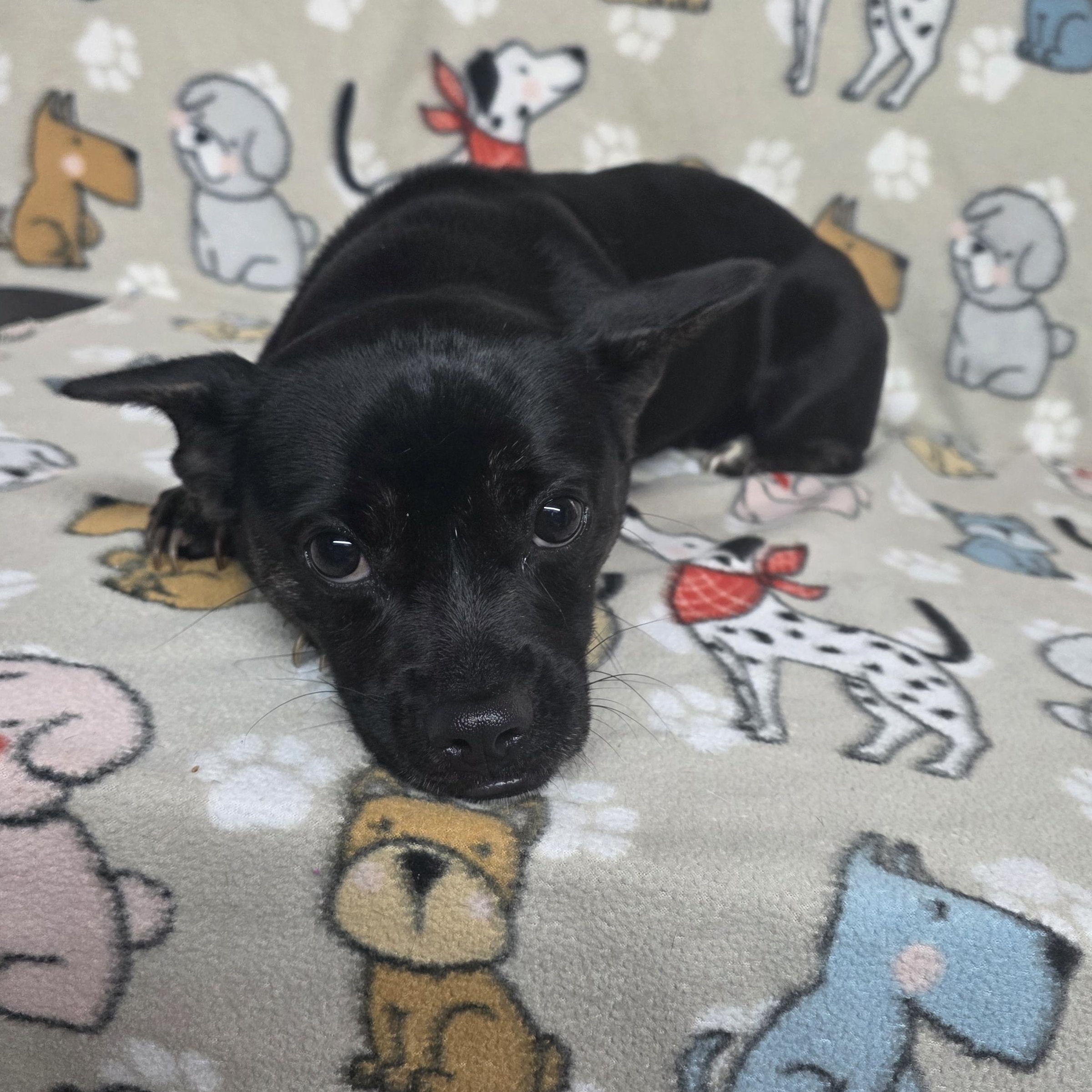 Colby - PENDING, an adopted mixed breed in Dallas, GA image 2/3