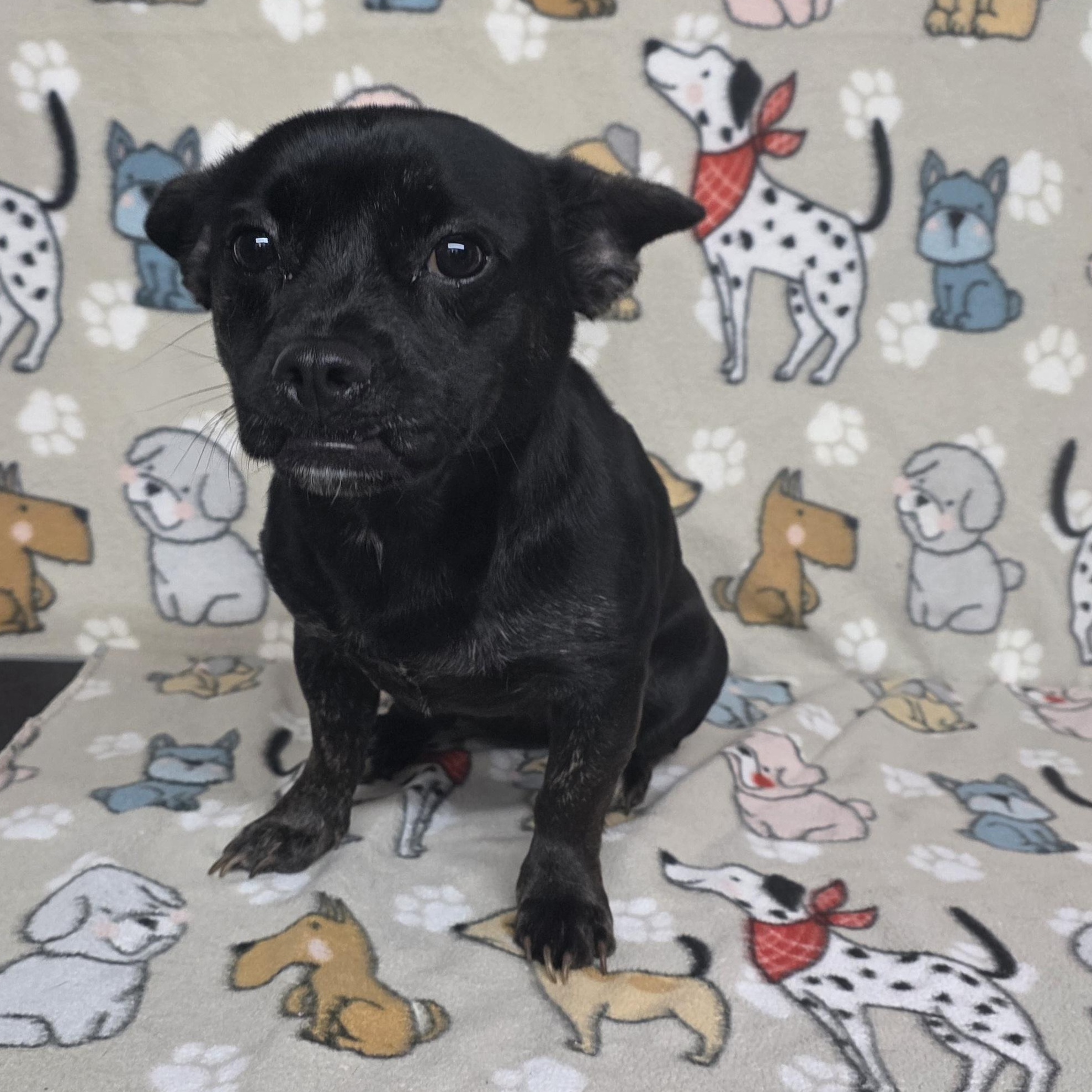 Colby - PENDING, an adopted mixed breed in Dallas, GA image 1/3