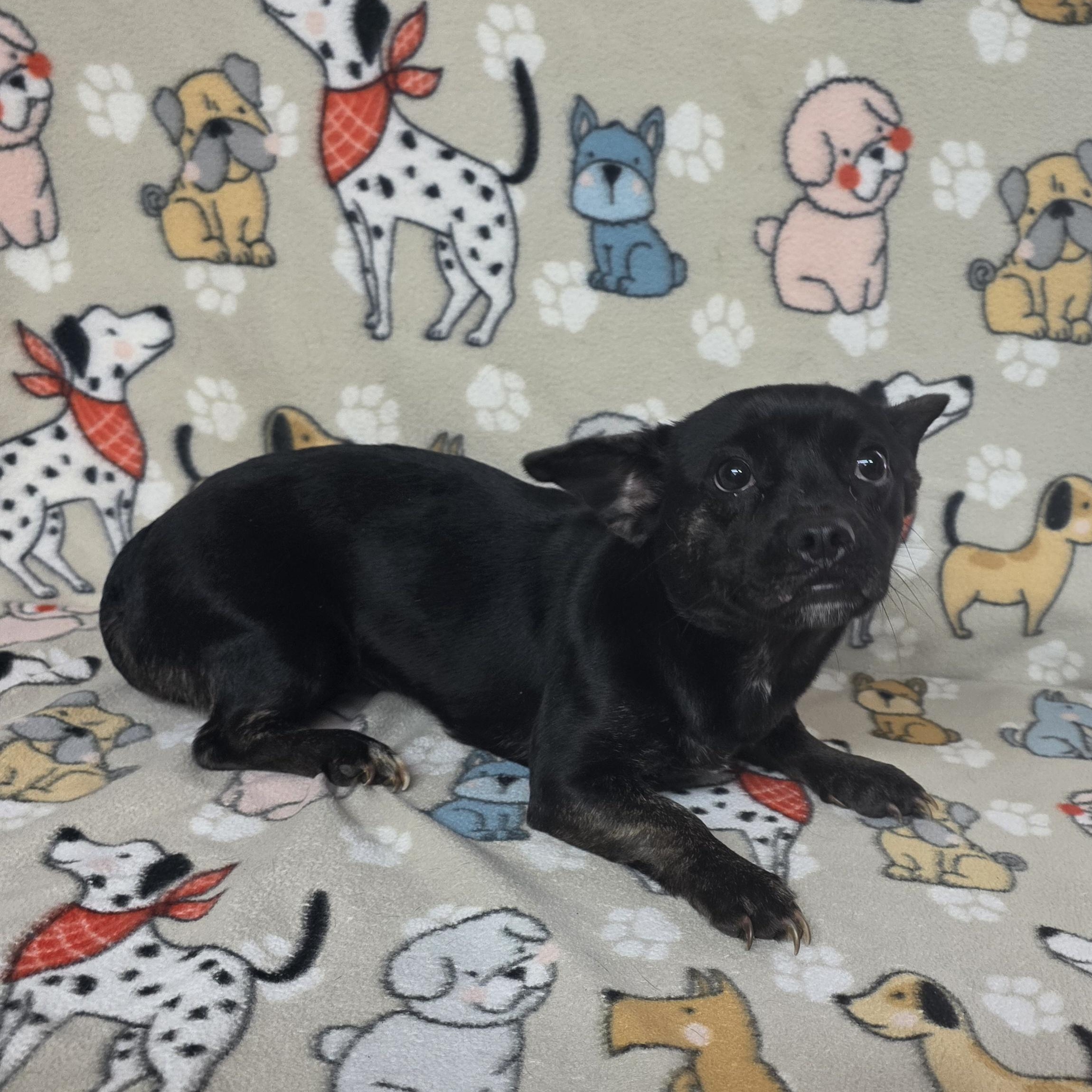 Colby - PENDING, an adopted mixed breed in Dallas, GA image 3/3