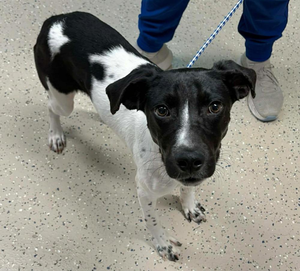 Enlarge Wilder, a Adoptable mixed breed in New Baltimore, MI image 1/3