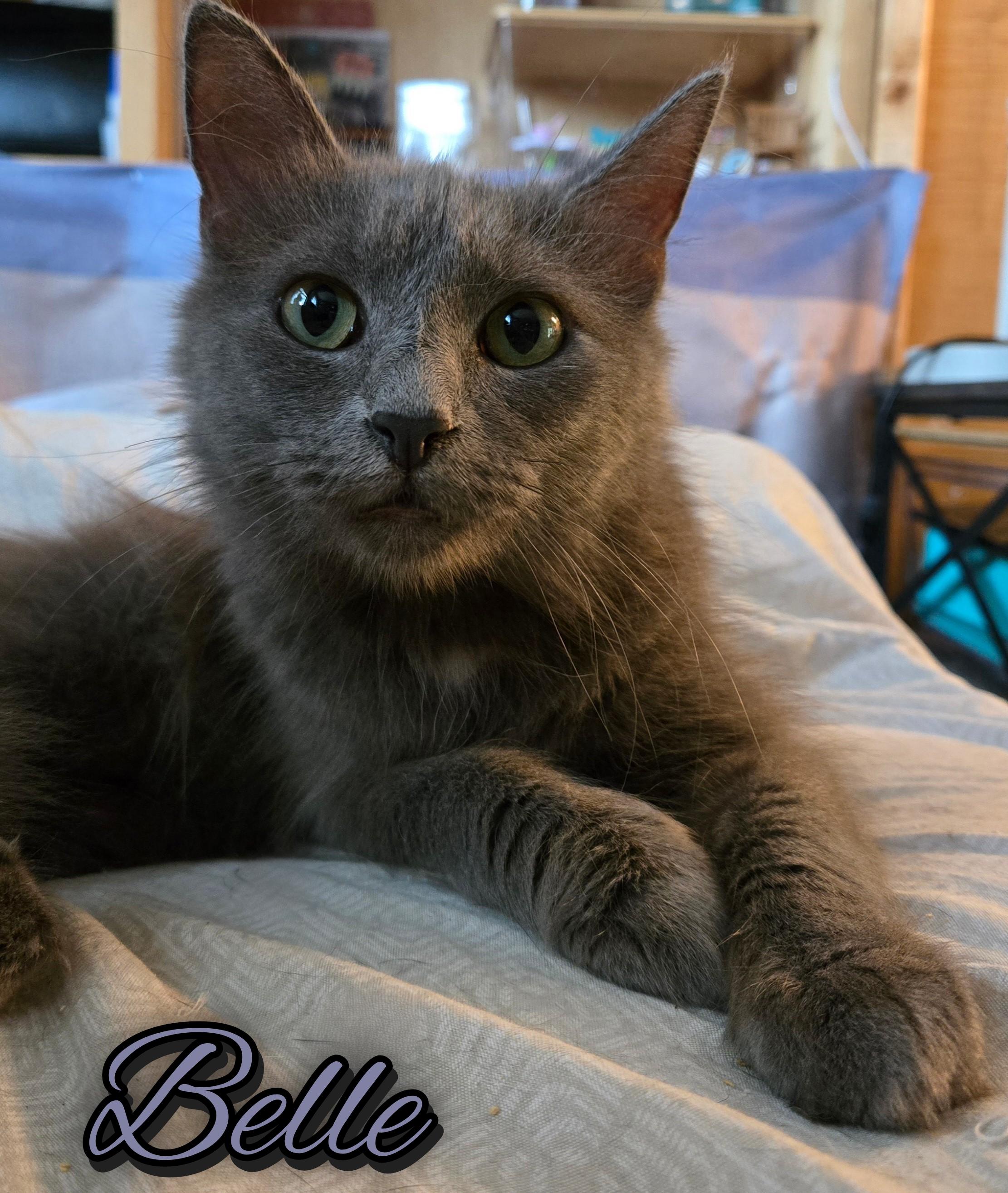 Enlarge Belle, a Adoptable Domestic Medium Hair in Morgantown, WV image 2/2