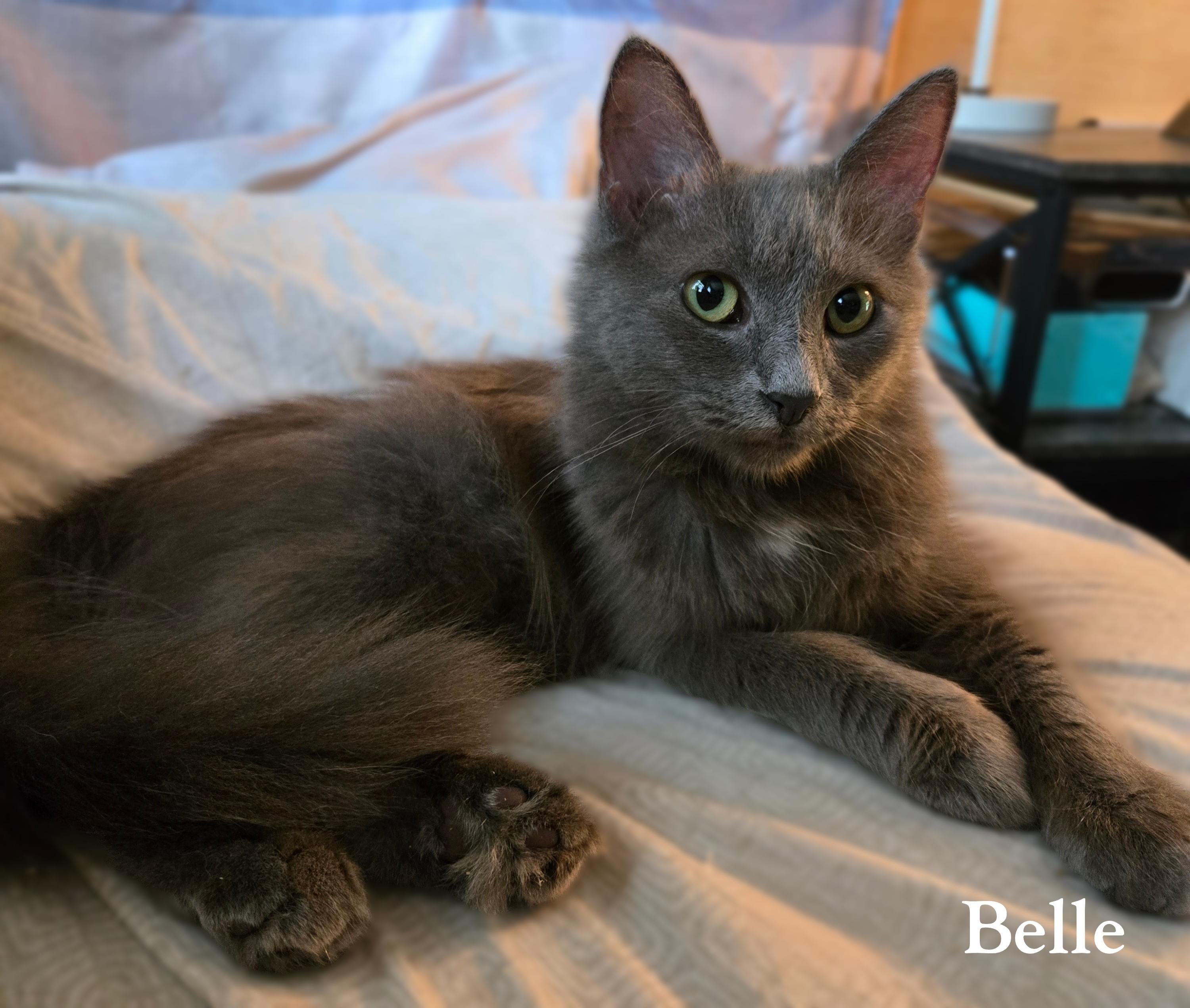 Belle, Adoptable, Adult Female Domestic Medium Hair.