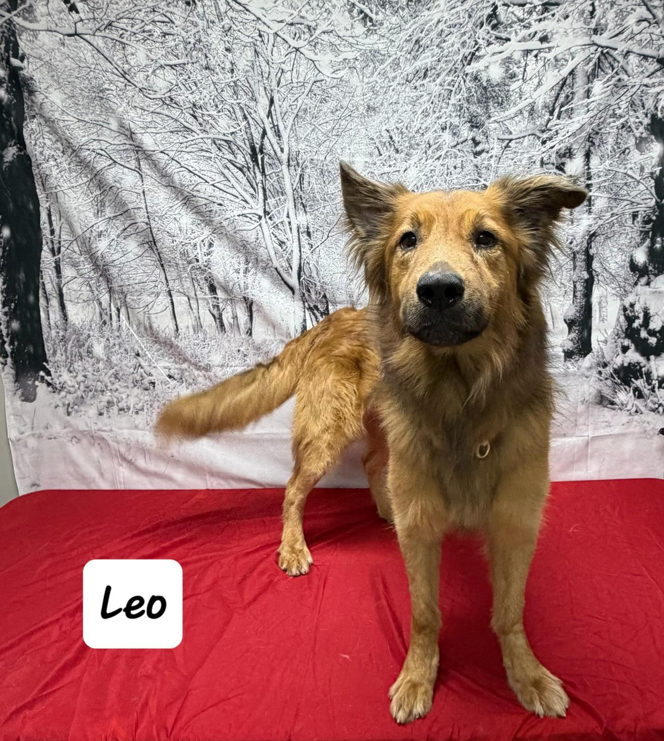 Leo, ADOPTABLE, Adult Male German Shepherd Dog & Golden Retriever.