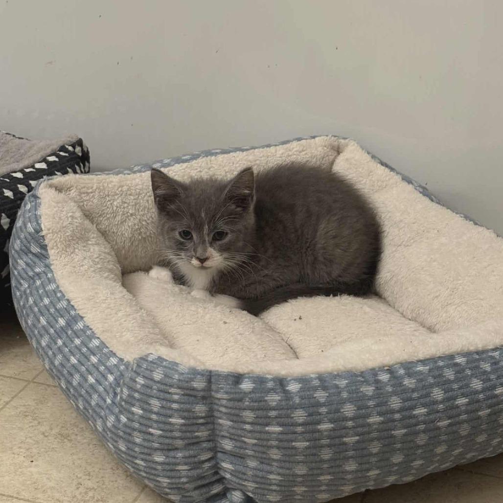 Stanley, Adoptable, Kitten Male Domestic Short Hair.