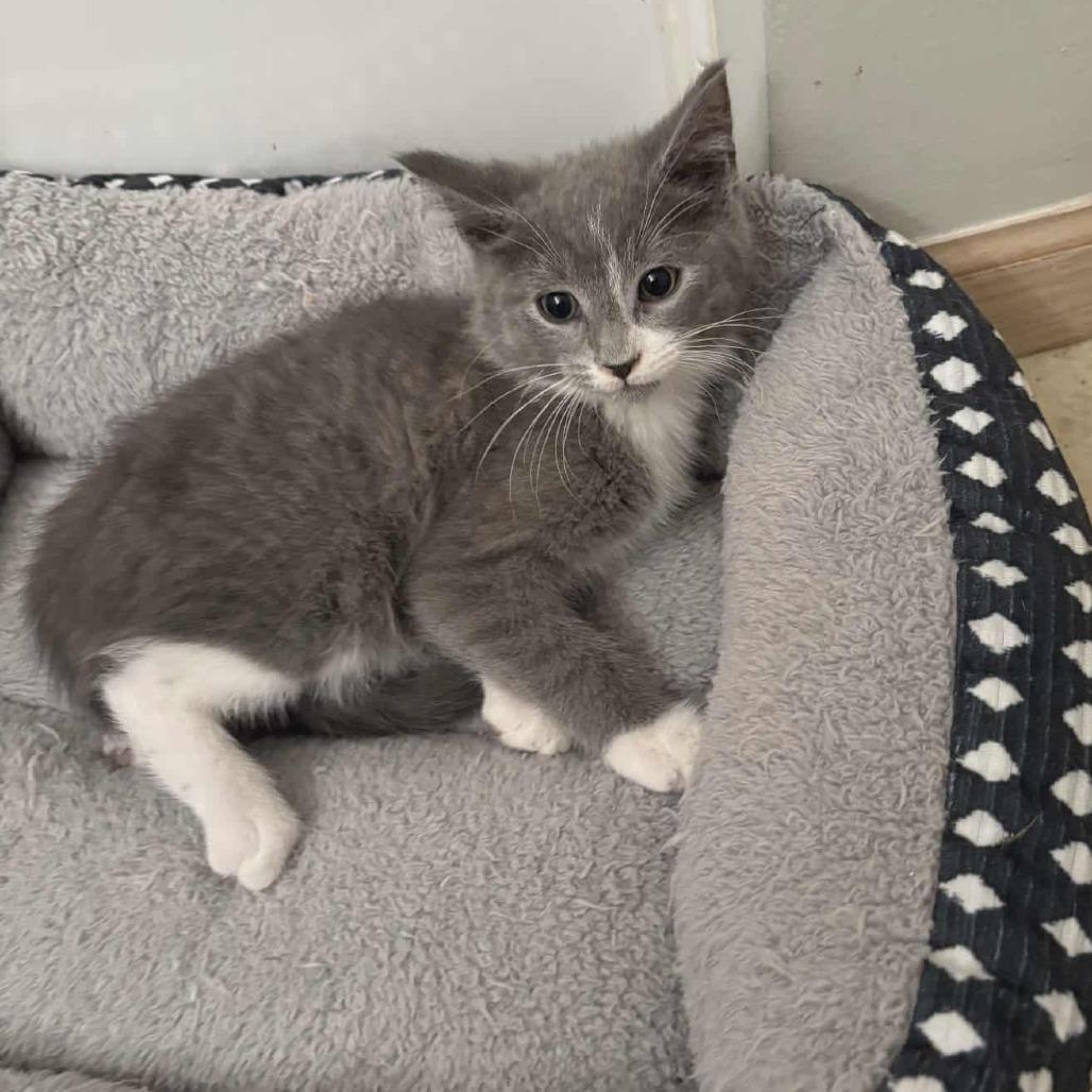 Enlarge Stanley, a Adoptable Domestic Short Hair in Toledo, OH image 2/2