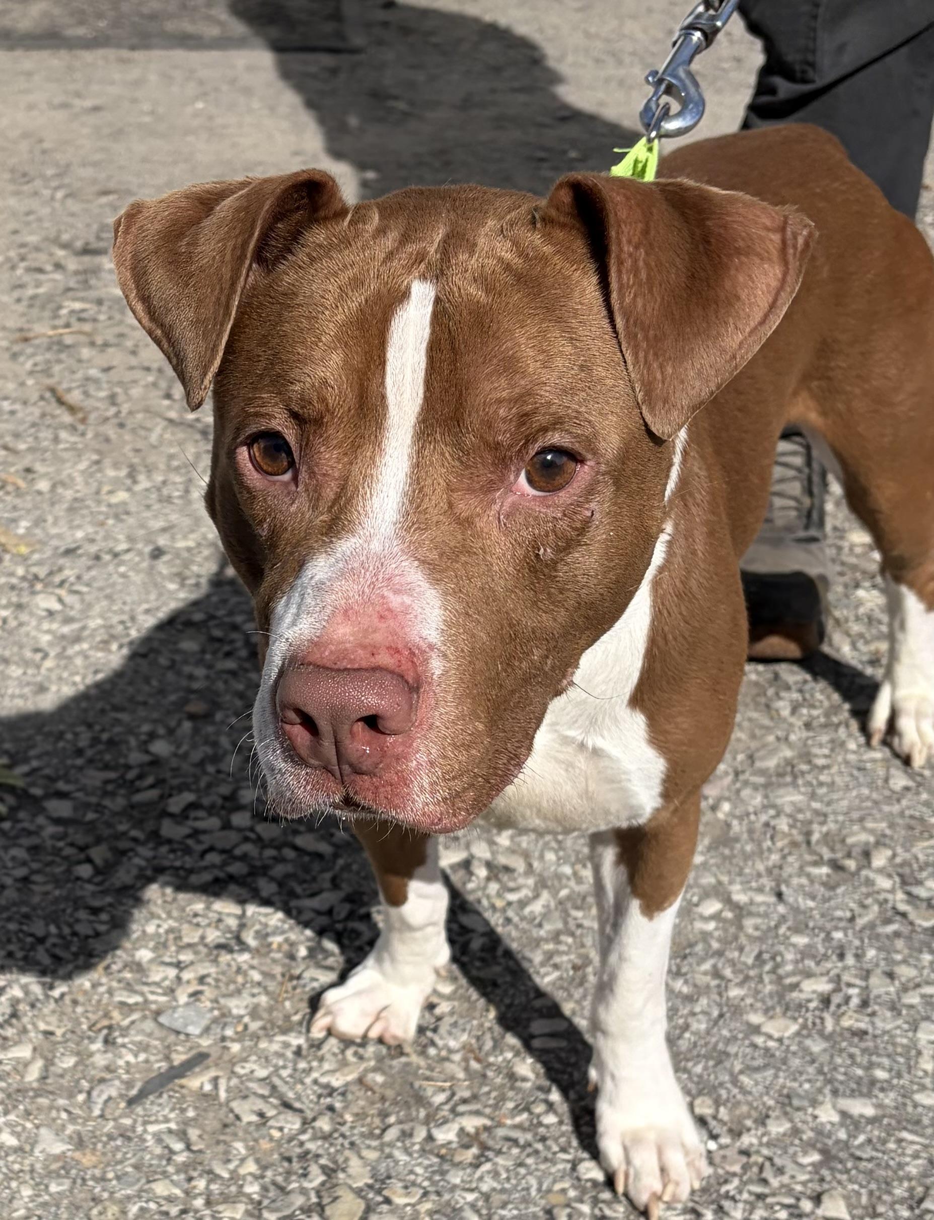 Enlarge Astro, a Adoptable Mixed Breed in McKeesport, PA image 3/6