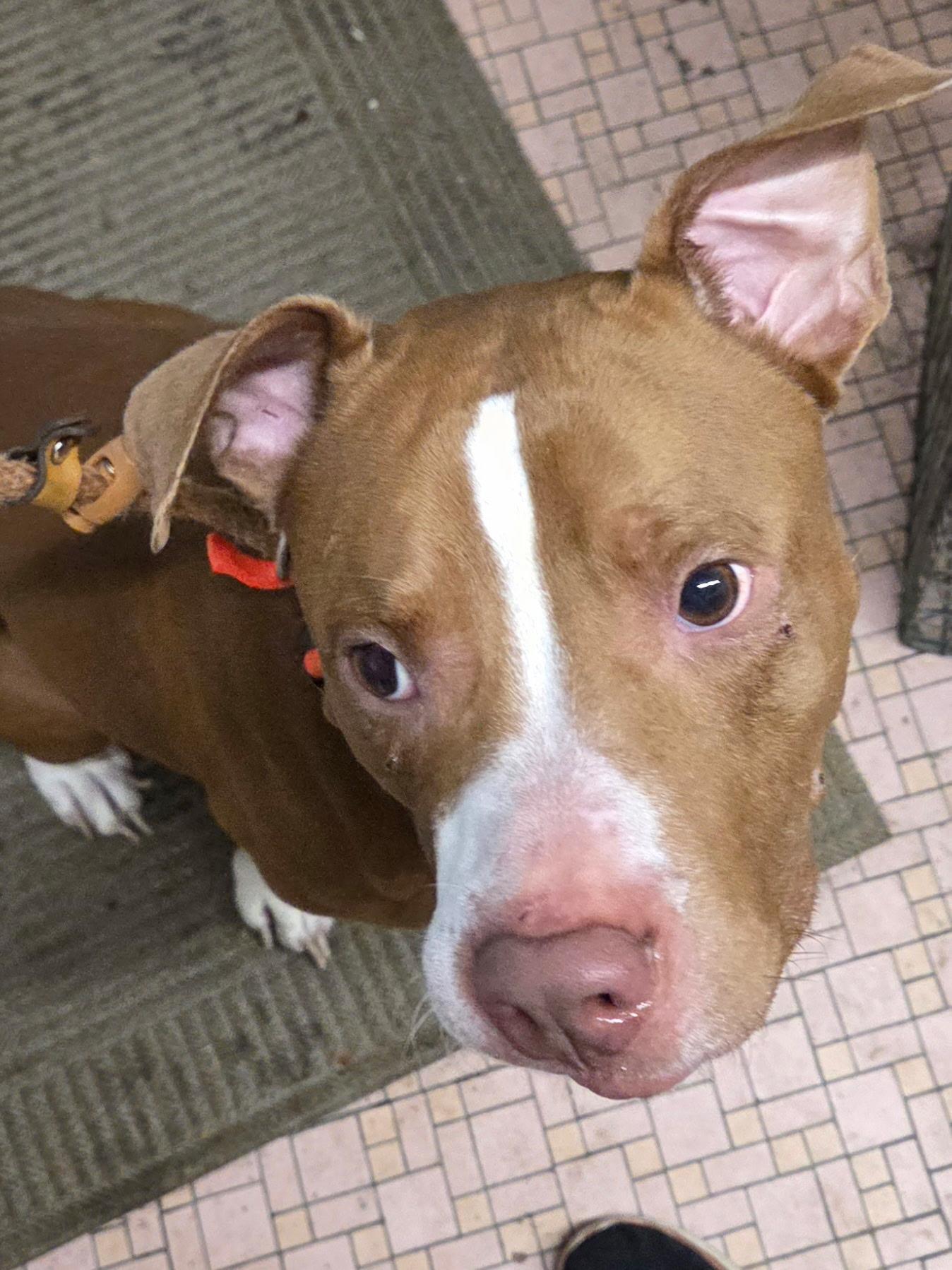 Enlarge Astro, a Adoptable Mixed Breed in McKeesport, PA image 2/6