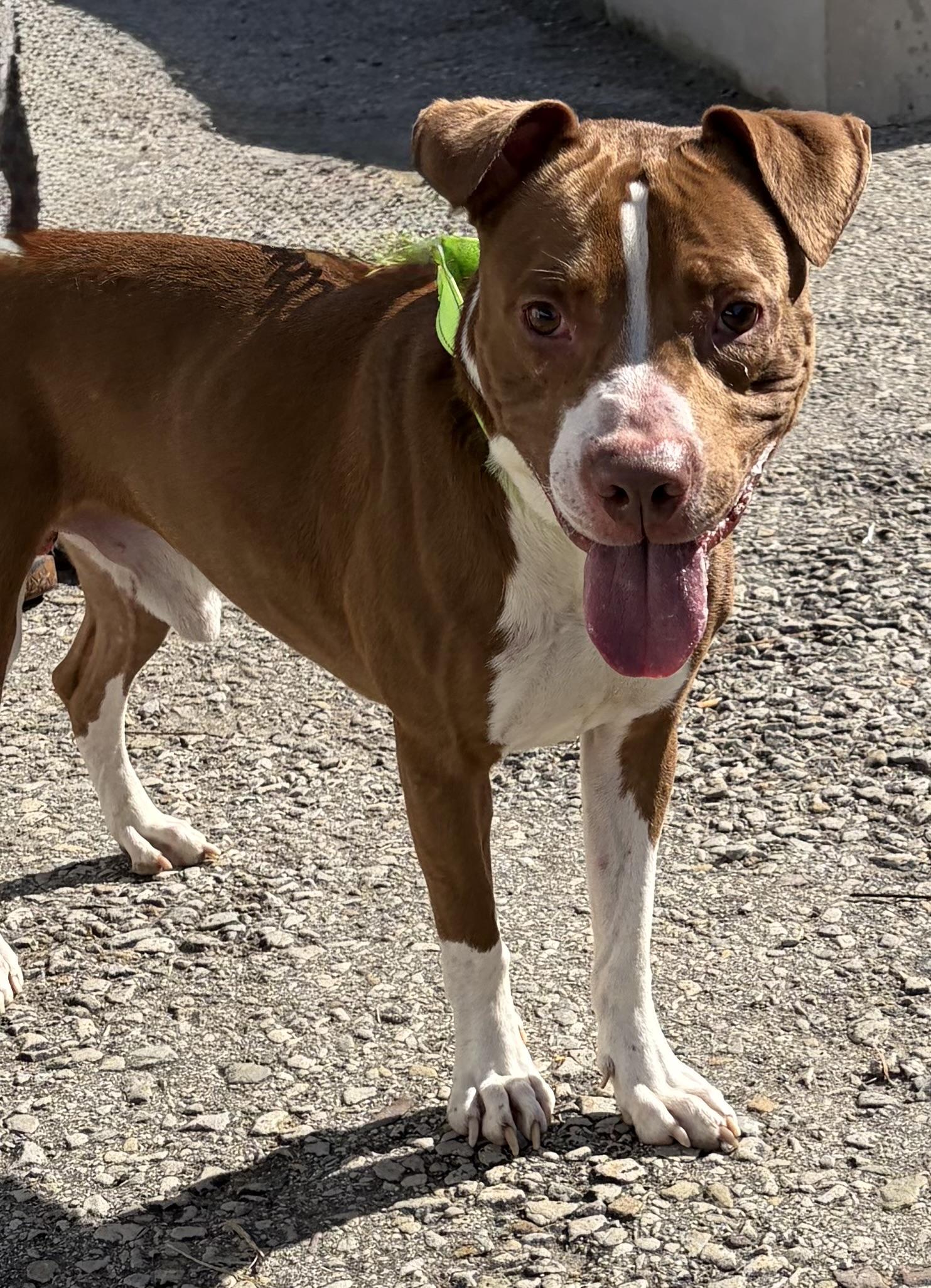 Enlarge Astro, a Adoptable Mixed Breed in McKeesport, PA image 5/6