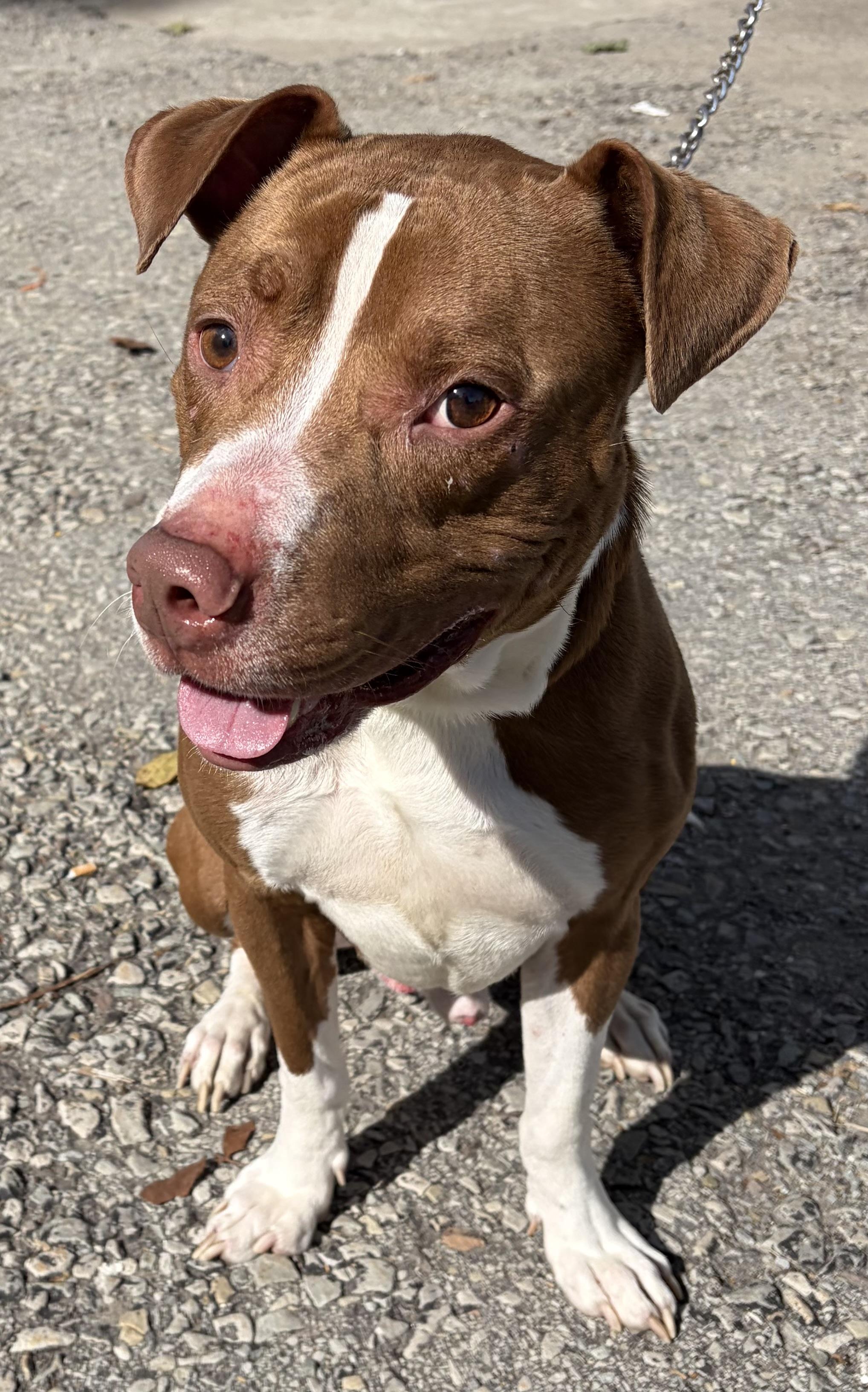 Astro, Adoptable, Young Male Mixed Breed.