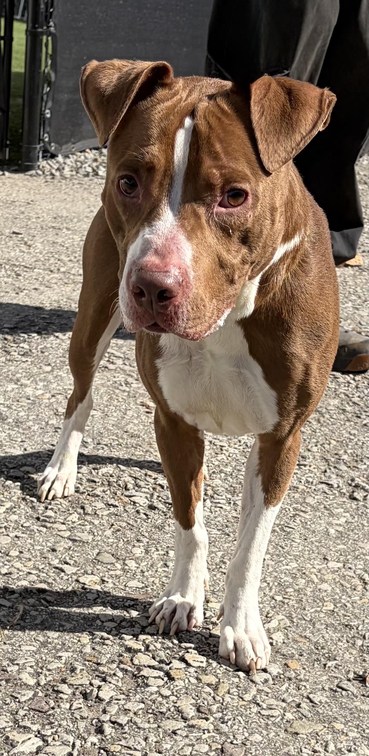 Enlarge Astro, a Adoptable Mixed Breed in McKeesport, PA image 6/6
