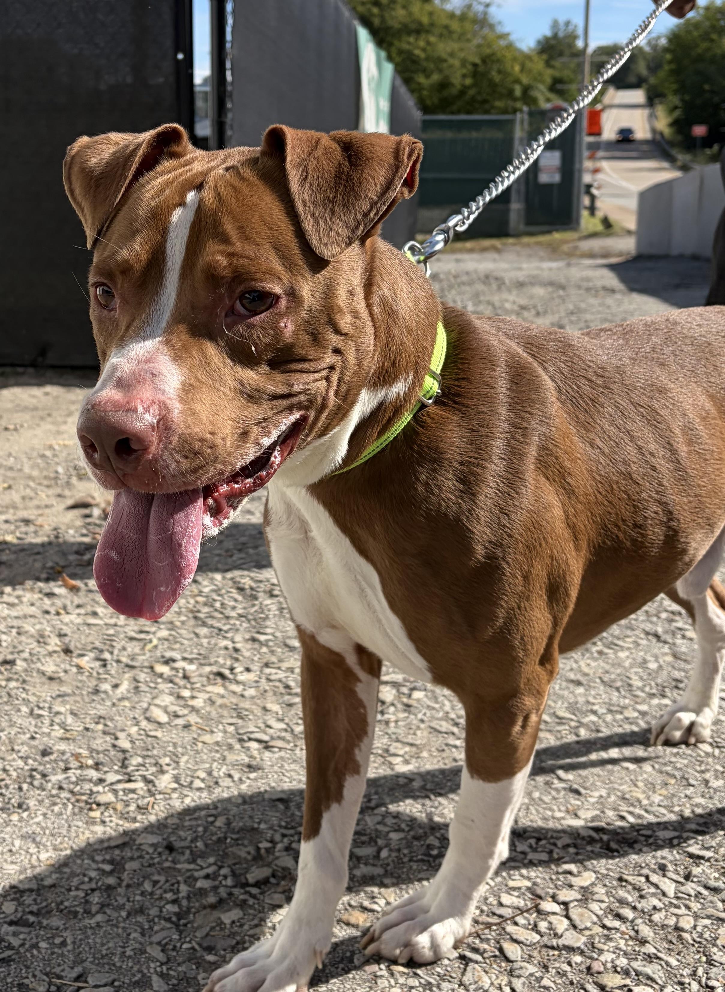 Enlarge Astro, a Adoptable Mixed Breed in McKeesport, PA image 4/6