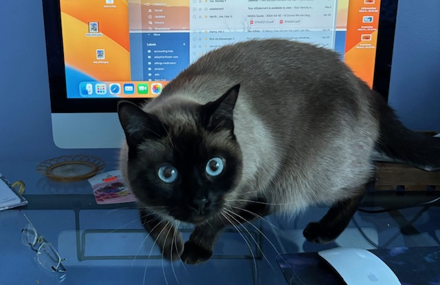 Bella, a Adoptable Siamese in Surrey, BC image 1/3