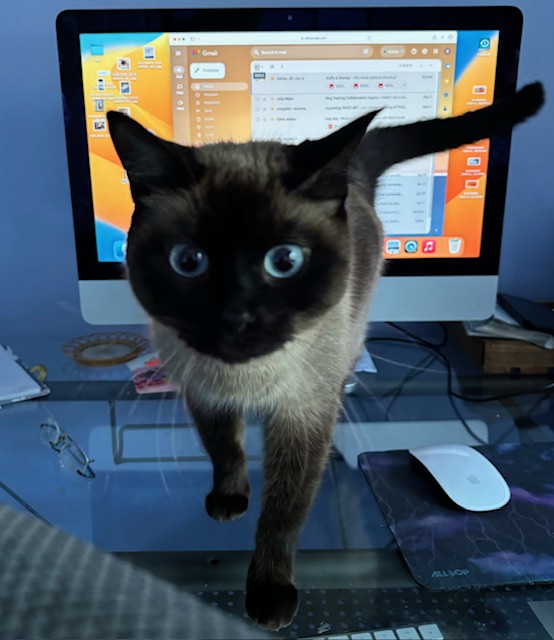 Bella, a Adoptable Siamese in Surrey, BC image 2/3