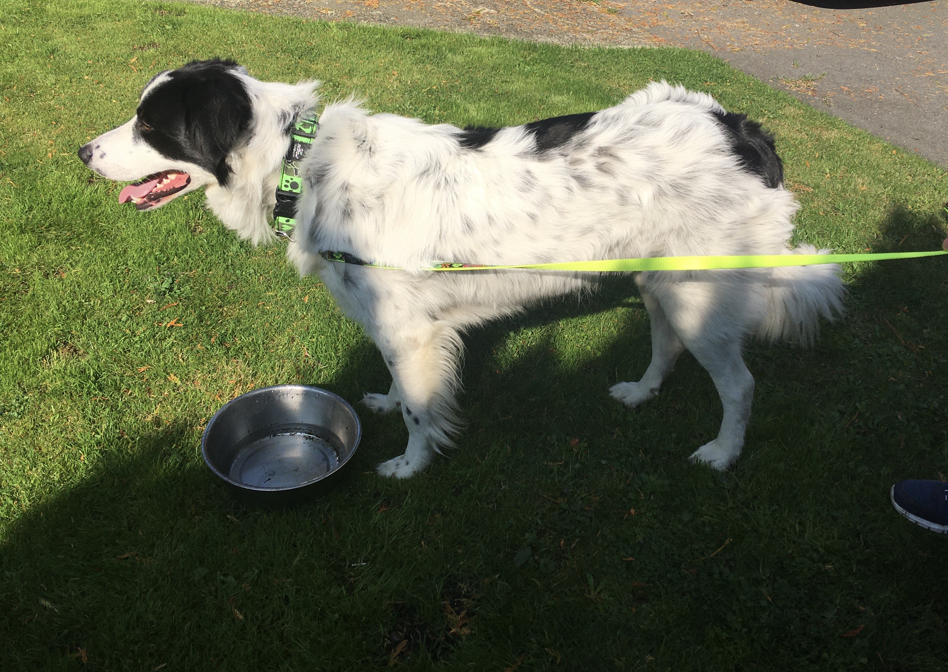 Bella, a Adoptable Siamese in Surrey, BC image 3/3