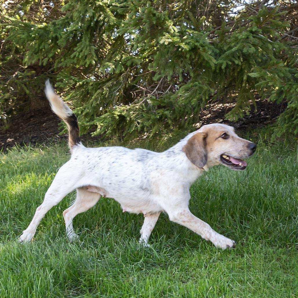 Enlarge Bun, a Adoptable mixed breed in Erie, PA image 1/6