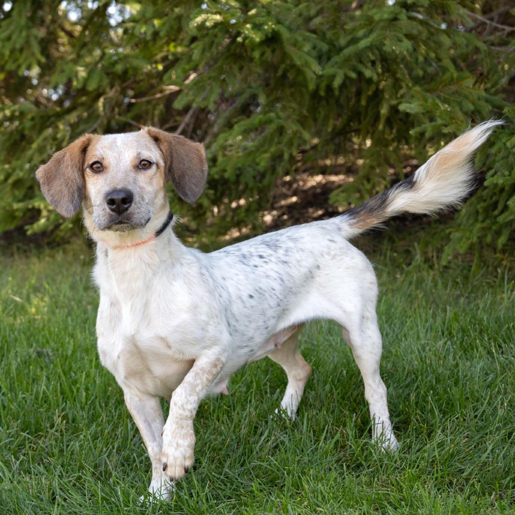 Enlarge Bun, a Adoptable mixed breed in Erie, PA image 2/6