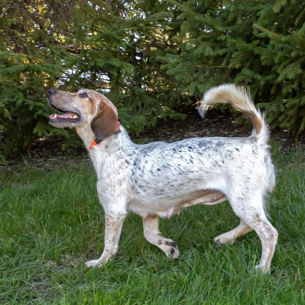 Enlarge Bun, a Adoptable mixed breed in Erie, PA image 3/6