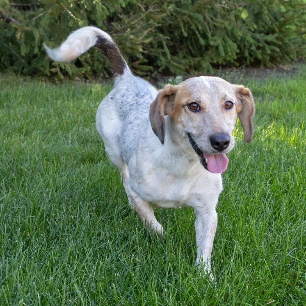 Enlarge Bun, a Adoptable mixed breed in Erie, PA image 4/6