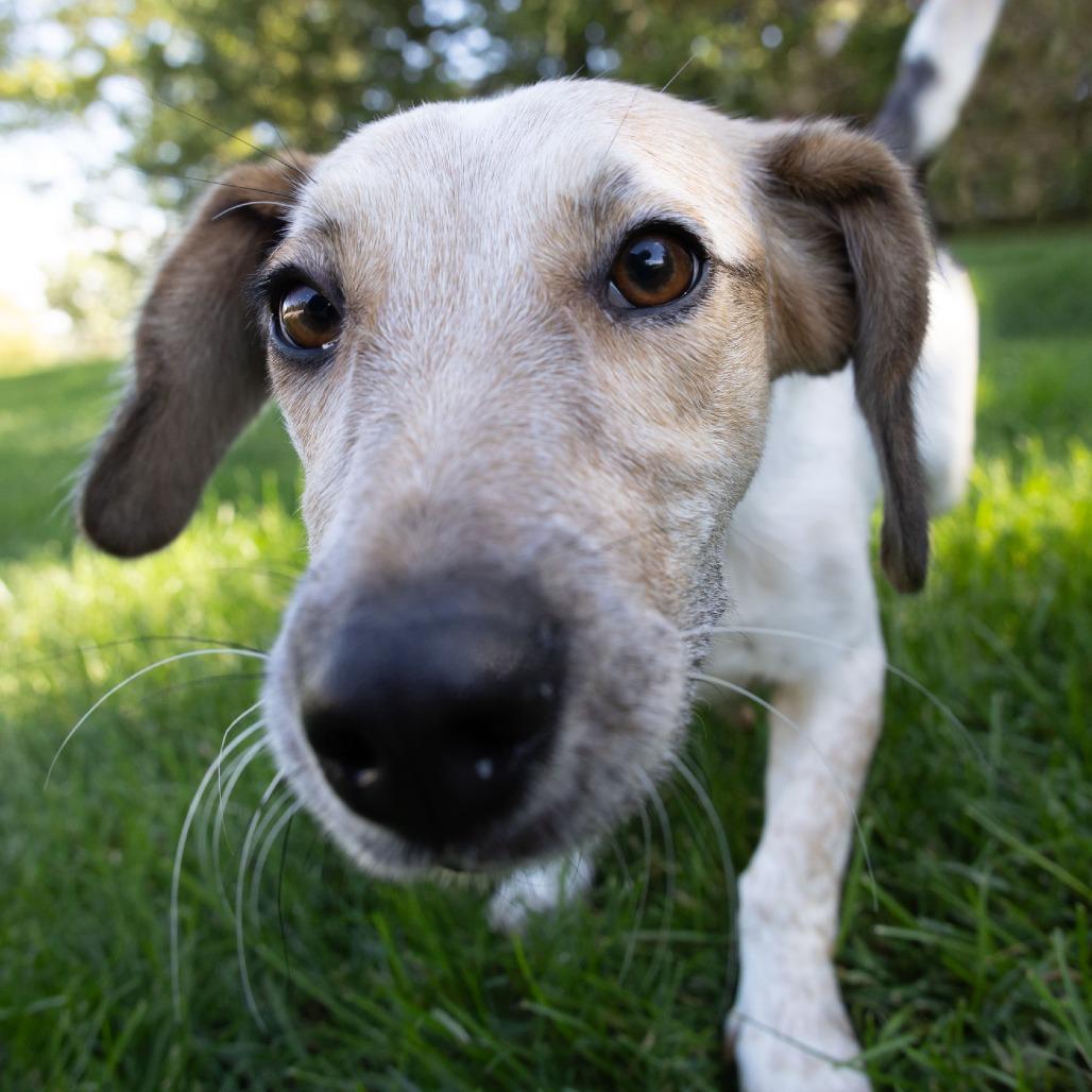 Enlarge Bun, a Adoptable mixed breed in Erie, PA image 5/6