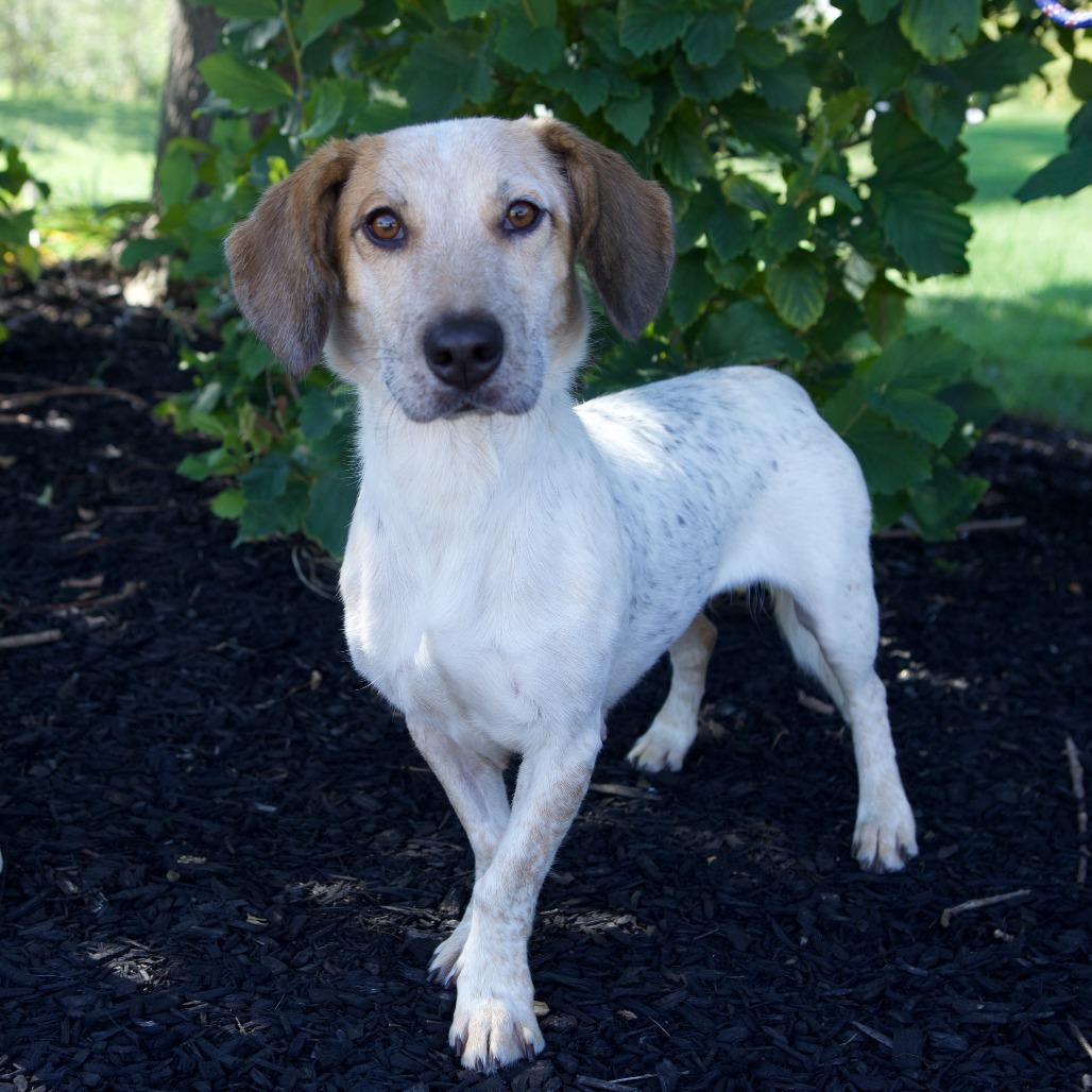 Enlarge Bun, a Adoptable mixed breed in Erie, PA image 6/6