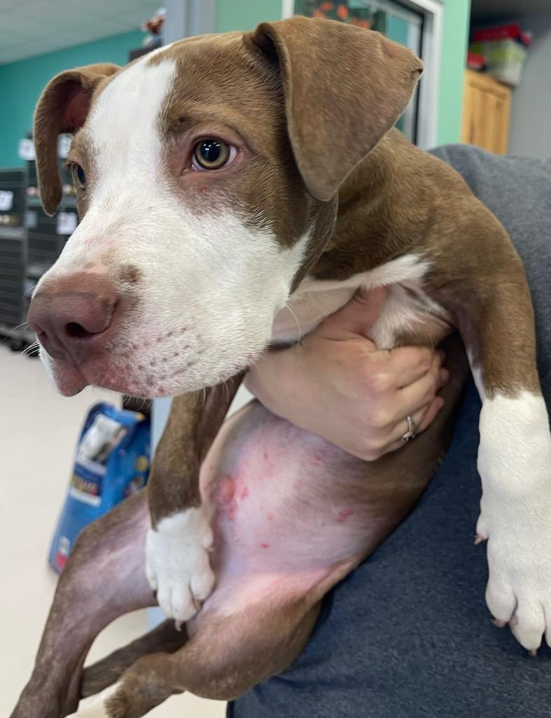 Snoop Dogg, Adoptable, Puppy Male Pit Bull Terrier & Mixed Breed.