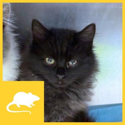 Capicola, ADOPTABLE, Young Female Domestic Long Hair.