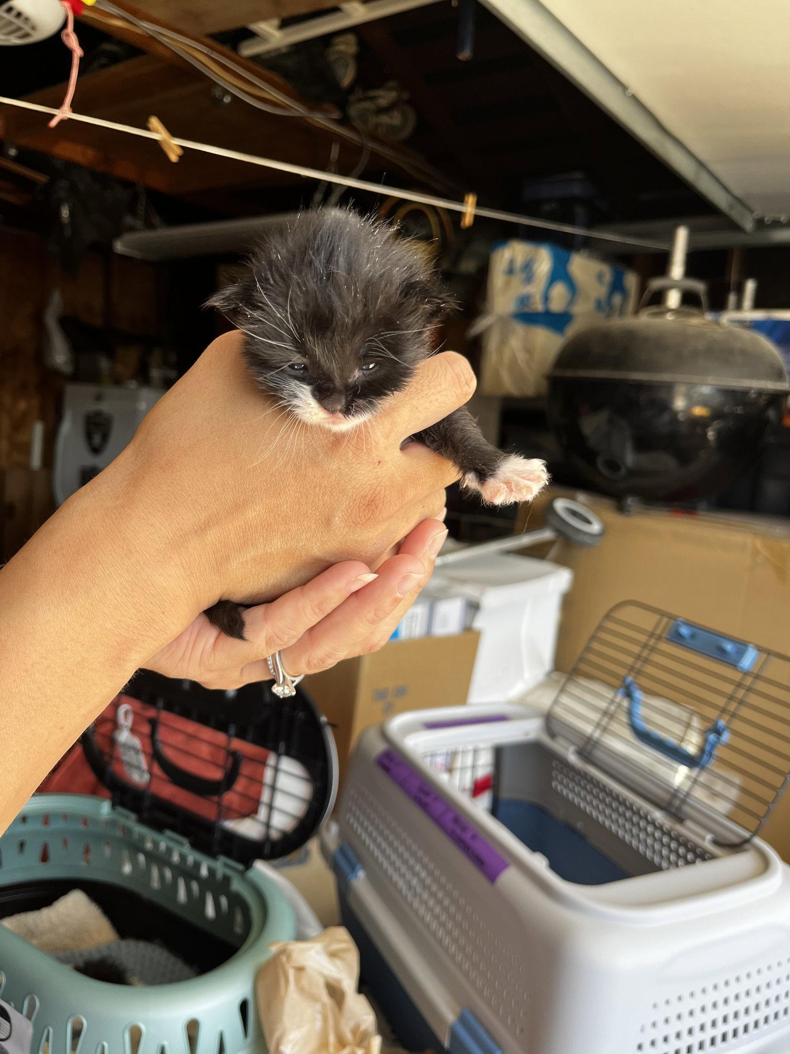 Enlarge Ivy, a Adopted Domestic Medium Hair in Fremont, CA image 1/1