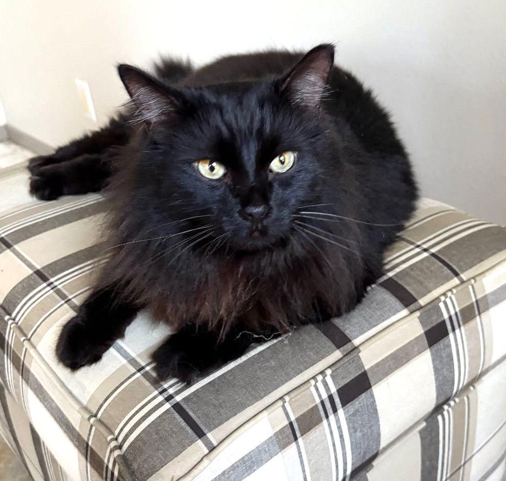 Raven, Adoptable, Adult Male Domestic Long Hair.