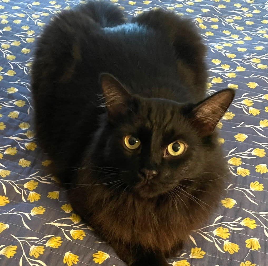 Raven, Adoptable, Adult Male Domestic Long Hair.
