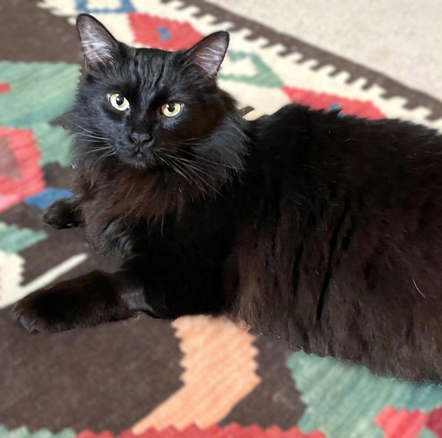 Raven, a Adoptable Domestic Long Hair in Springfield, OR image 2/3