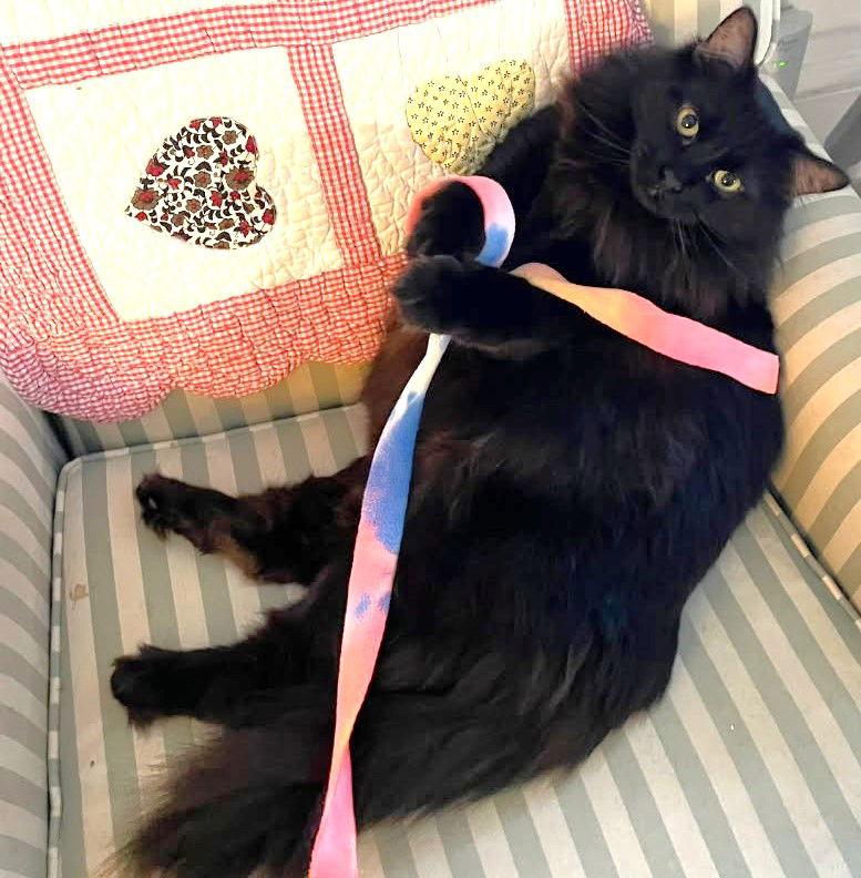 Raven, a Adoptable Domestic Long Hair in Springfield, OR image 3/3